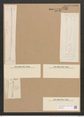 Nitzschia vitrea var. recta (Hantzsch.) V. H. (de-Toni-Nr.: Genus 47, Species 2112) Zeichnungen Sammlung Grunow Nr. 4236 (NHMW-BOT-W0372194)